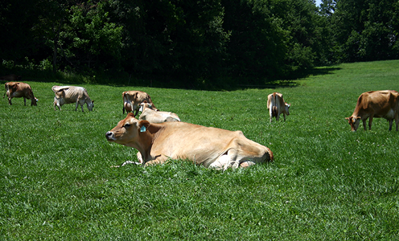 American Jersey Cattle Association and National All-Jersey Inc. >  AJCA-NAJ-JMS > AJCA > Animal Identification Services