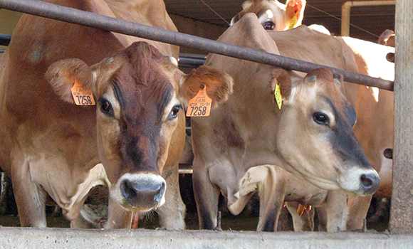 Rules for the Registration and Transfer of Jersey Cattle