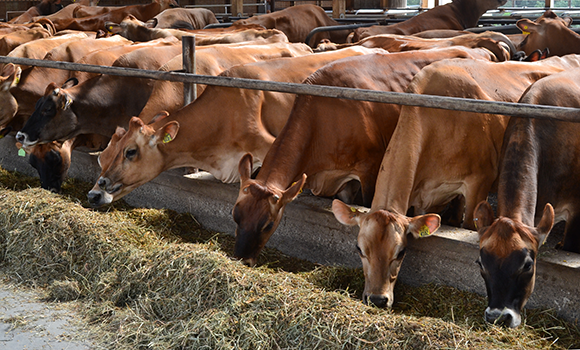 jersey cow association